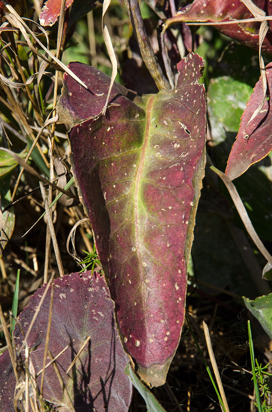 Image of Lepidium latifolium specimen.