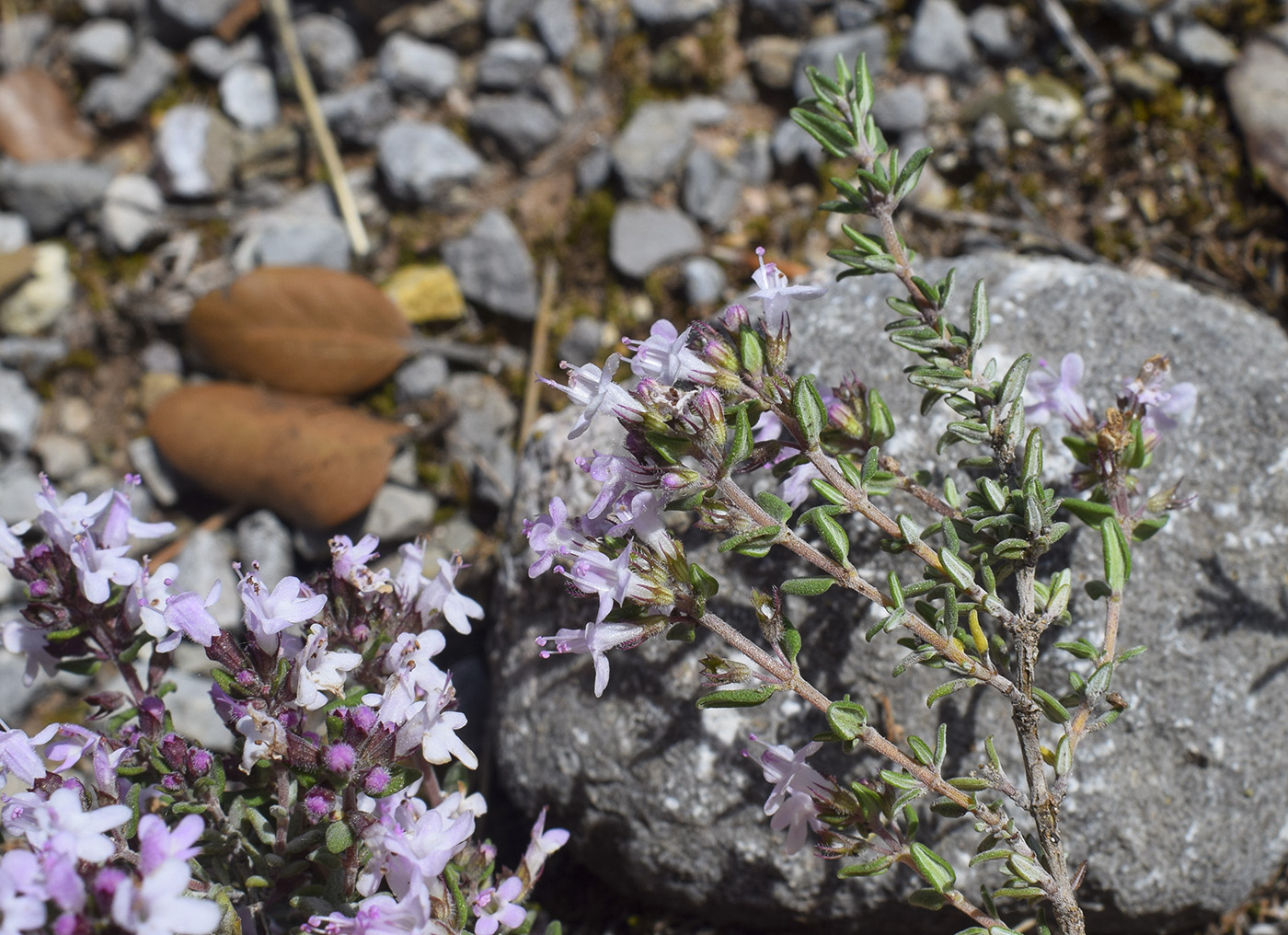 Image of Thymus vulgaris specimen.