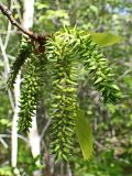 Populus davidiana. Соплодия. Хабаровский край, окр. г. Комсомольск-на-Амуре, кедрово-широколиственный лес. 26.05.2024.