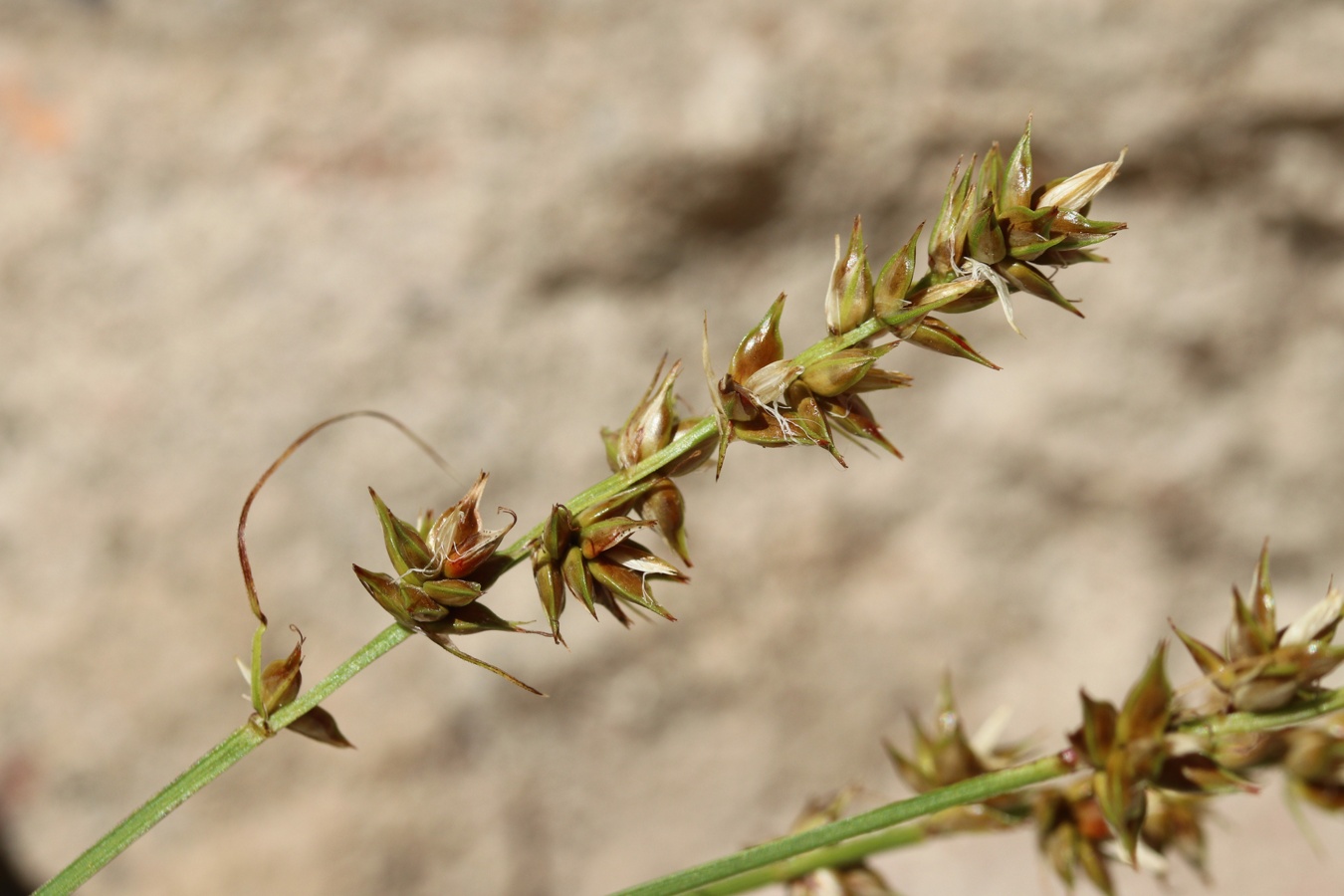 Image of Carex spicata specimen.