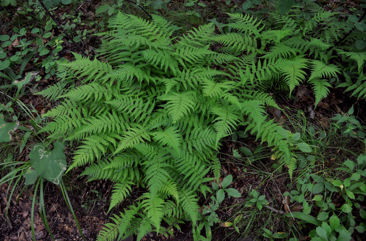 Изображение особи Athyrium yokoscense.