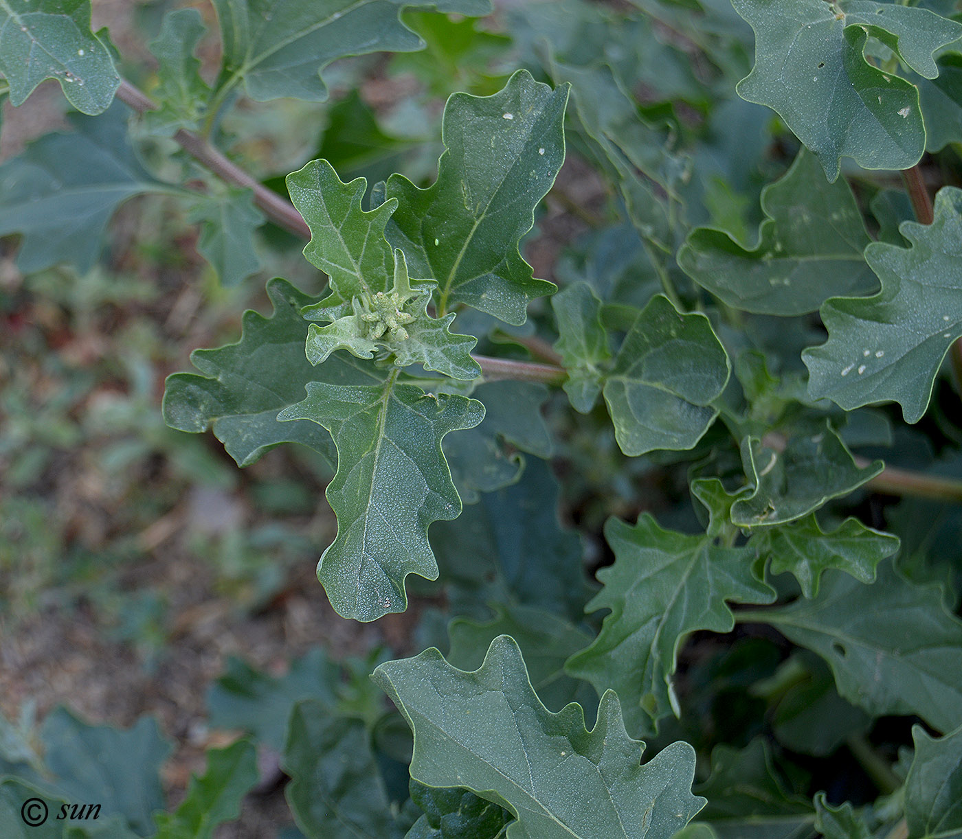 Image of Atriplex tatarica specimen.