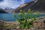 Tetrataenium olgae. Цветущее растение. Таджикистан, Горно-Бадахшанская автономная обл., Рушанский р-н, хр. Северо-Аличурский, Ирхтские горы, Сарезское оз., Ирхтский залив, каменистый берег. 27 июня 2024 г.