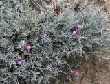 Astragalus subuliformis