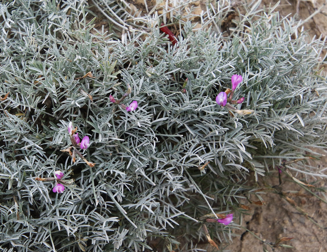 Изображение особи Astragalus subuliformis.