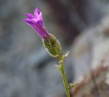 Campanula komarovii. Цветок. Краснодарский край, м.о. Новороссийск, сельский округ Абрау-Дюрсо, ул. Промышленная, скальные выходы за автостоянкой, щебнистое подножие. 10.06.2021.