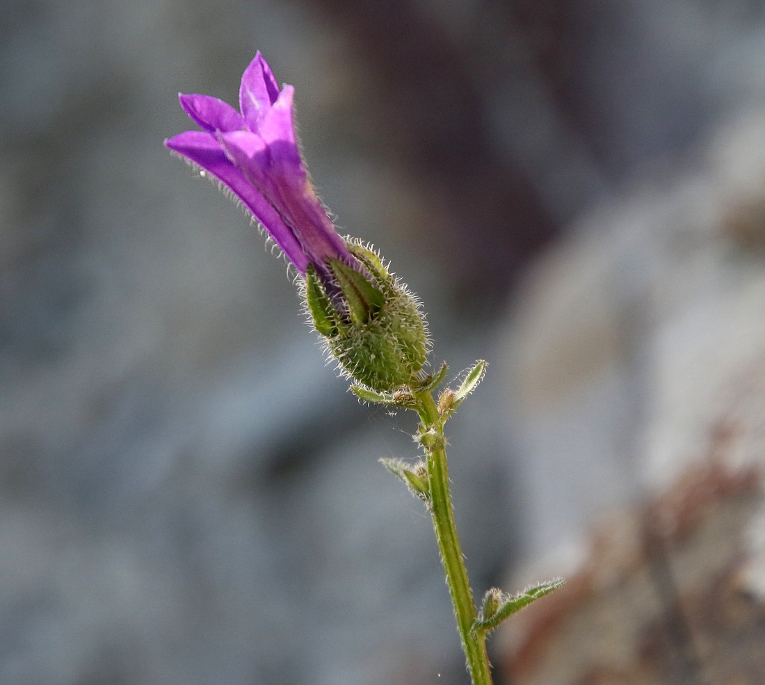 Image of Campanula komarovii specimen.