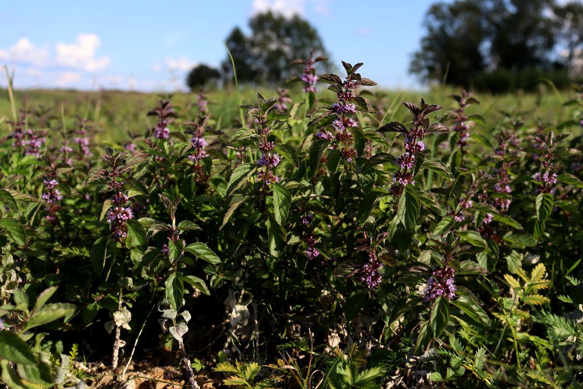 Изображение особи род Mentha.