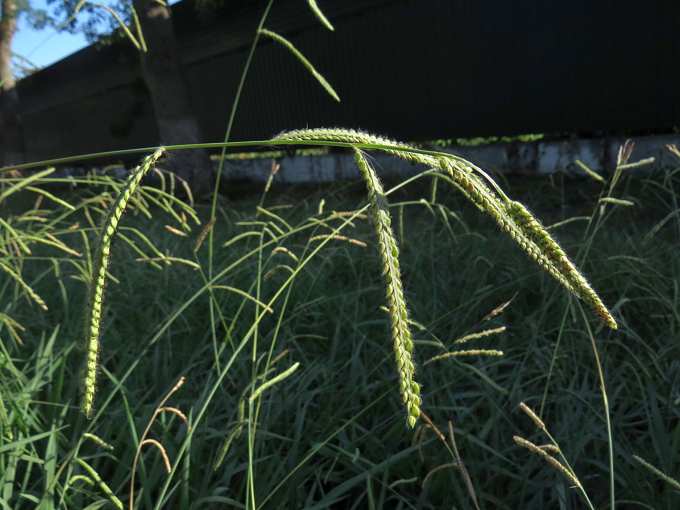 Изображение особи Paspalum dilatatum.