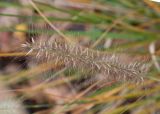 Pennisetum alopecuroides. Соплодие. Краснодарский край, Крымский р-н, станица Неберджаевская, приусадебный участок, в культуре. 17.11.2024.