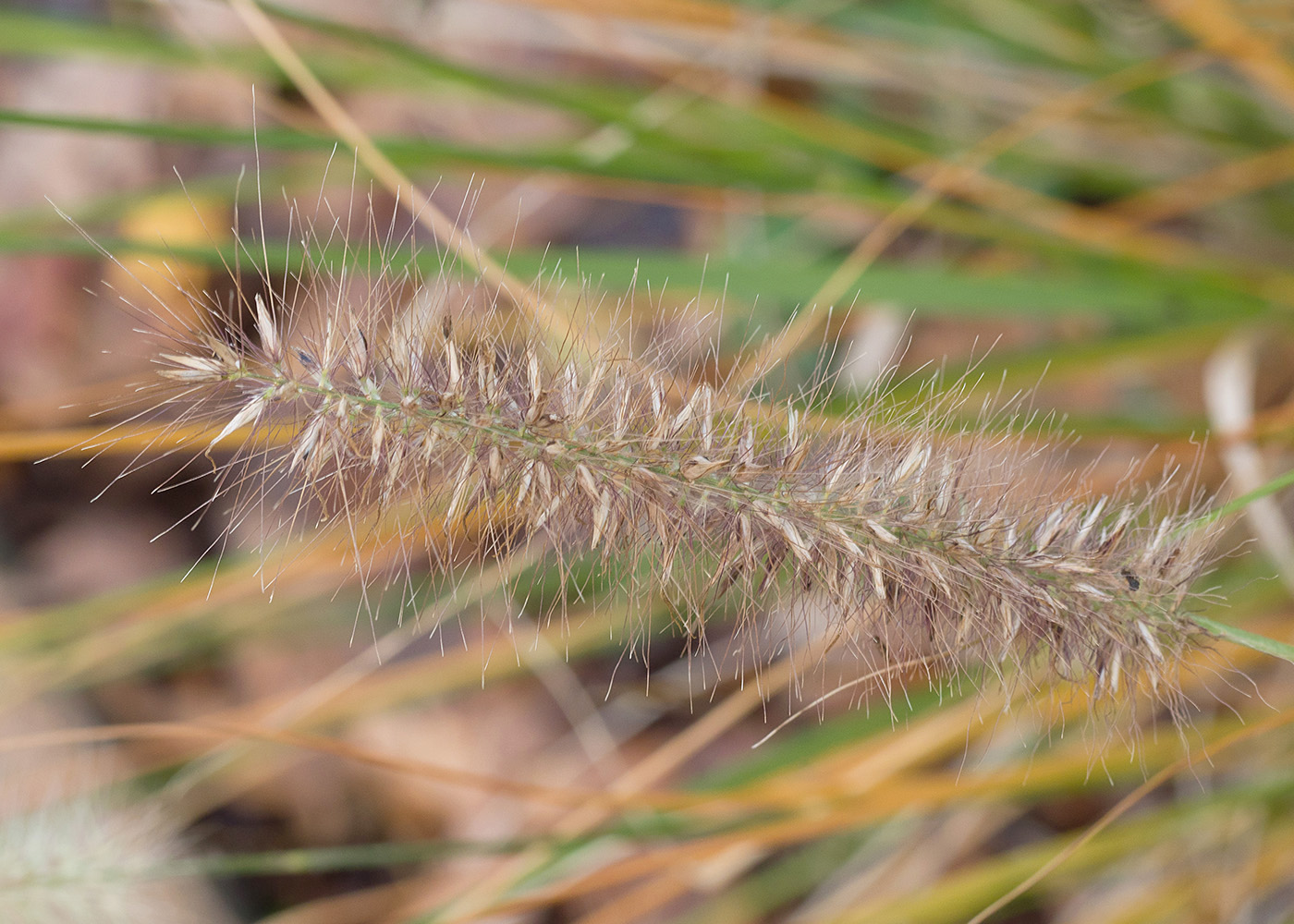 Image of Pennisetum alopecuroides specimen.