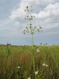 Alisma plantago-aquatica