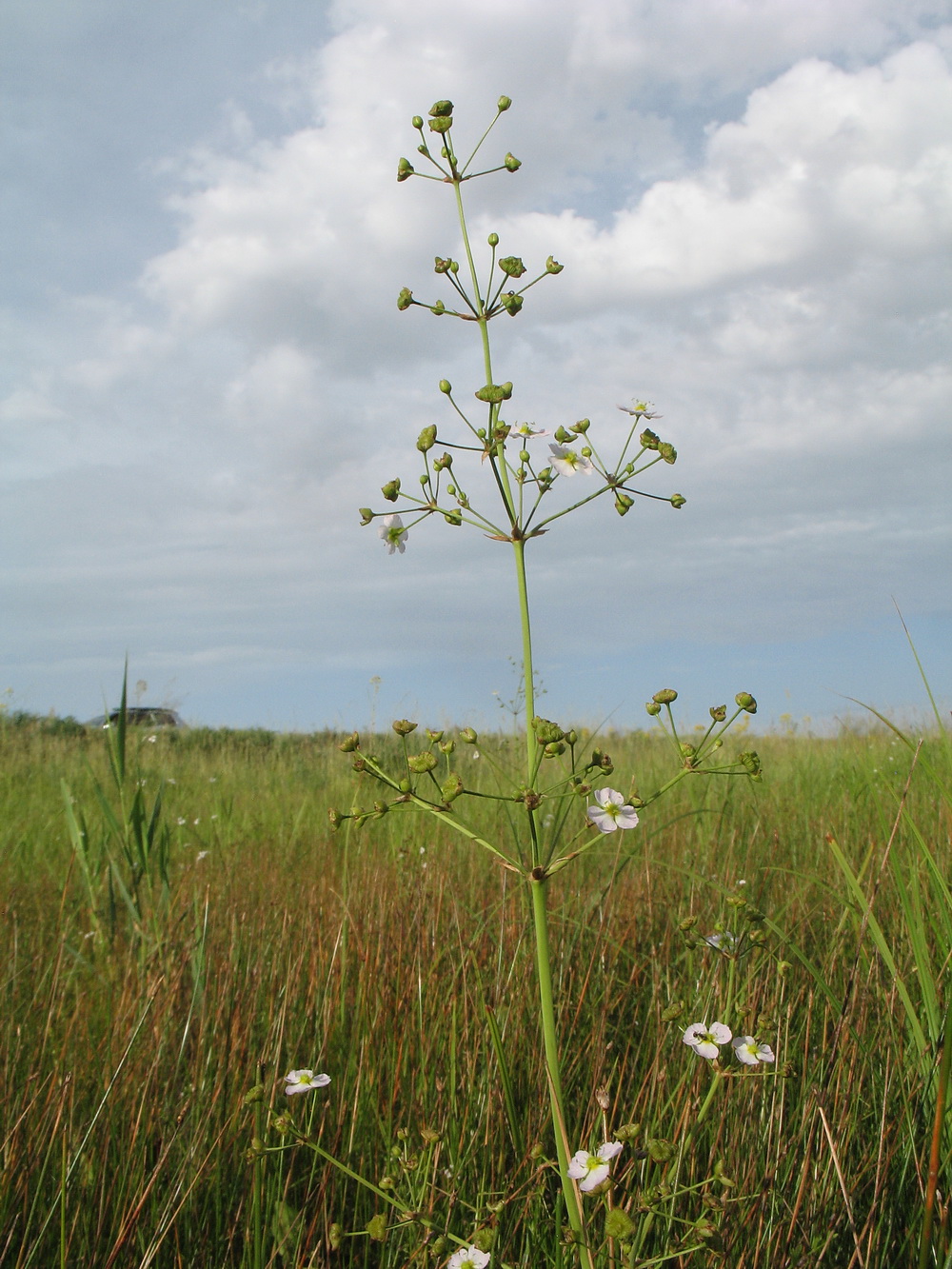 Изображение особи Alisma plantago-aquatica.