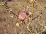 Reaumuria turkestanica. Цветок. Южный Казахстан, вост. предгорья хр. Сырдарьинский Каратау, Закаратауская равнина (возвышенность), сев. побережье оз. Ащиколь, прибрежная зона, пестроцветы. 15 сентября 2024 г.