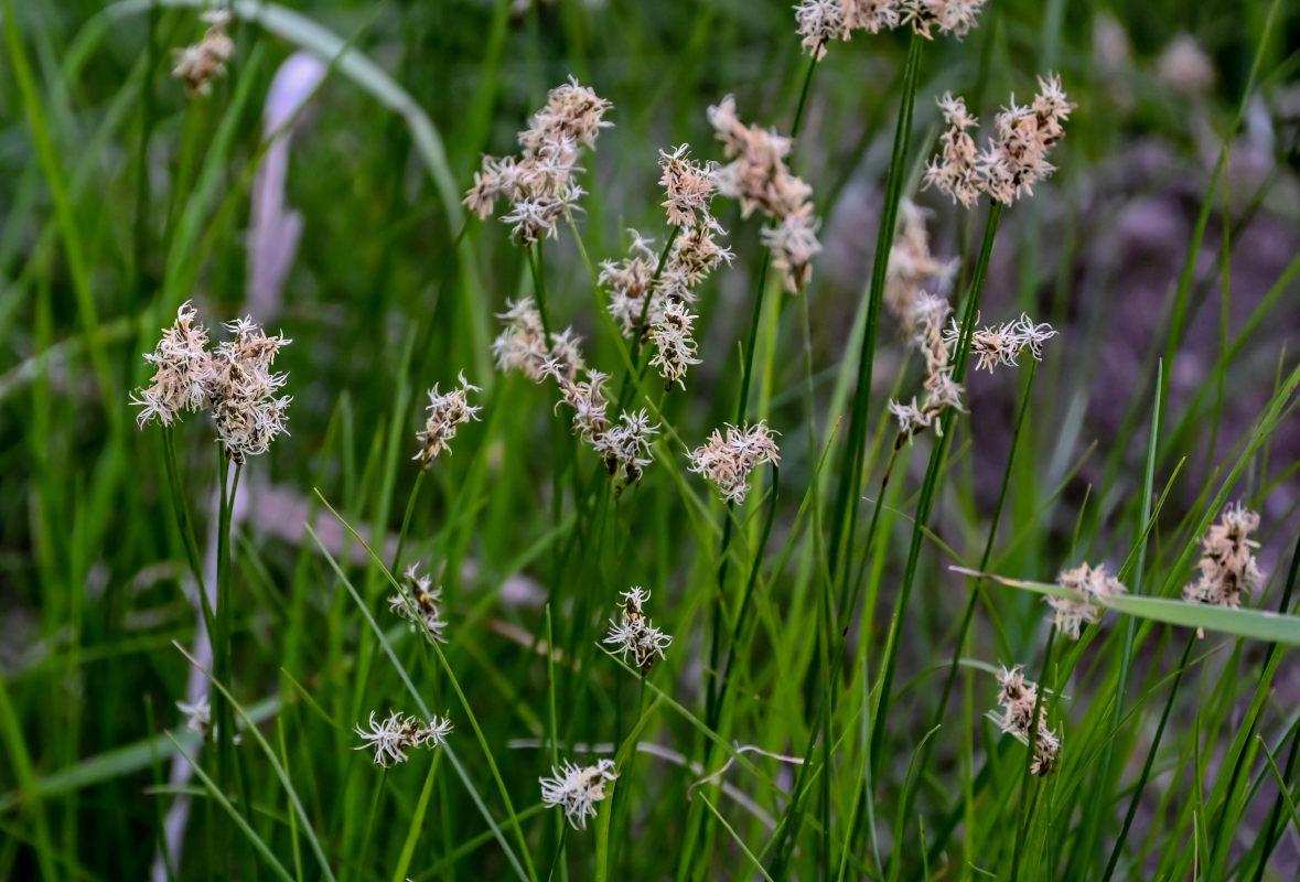 Image of Carex praecox specimen.