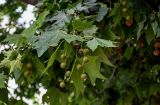 род Platanus. Верхушка ветви с соплодиями. Китай, провинция Шэньси, г. Сиань, в культуре. 10.06.2024.