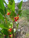 Ribes diacantha