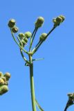 Sonchus arvensis