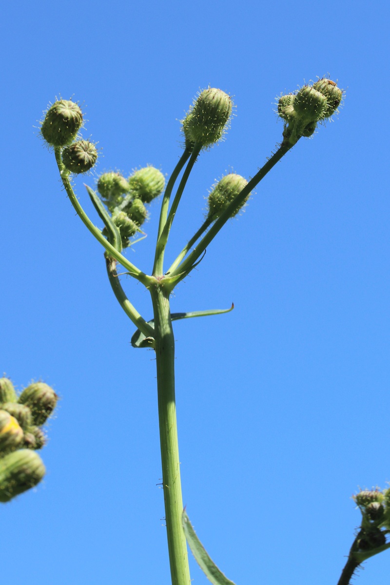 Изображение особи Sonchus arvensis.