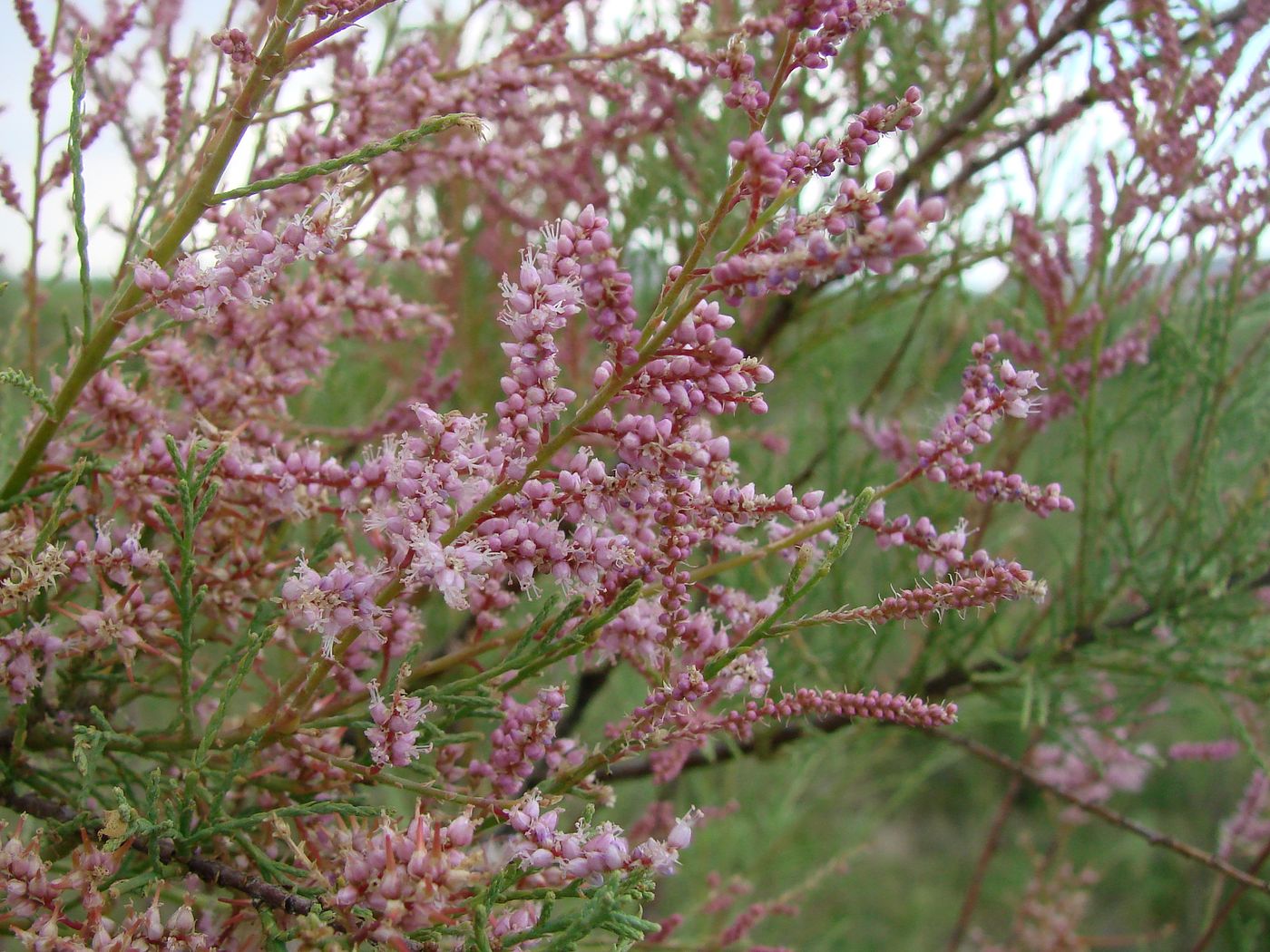 Image of Tamarix hohenackeri specimen.