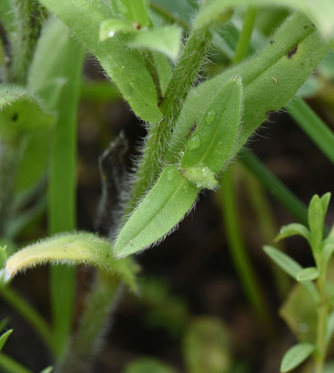 Image of genus Myosotis specimen.