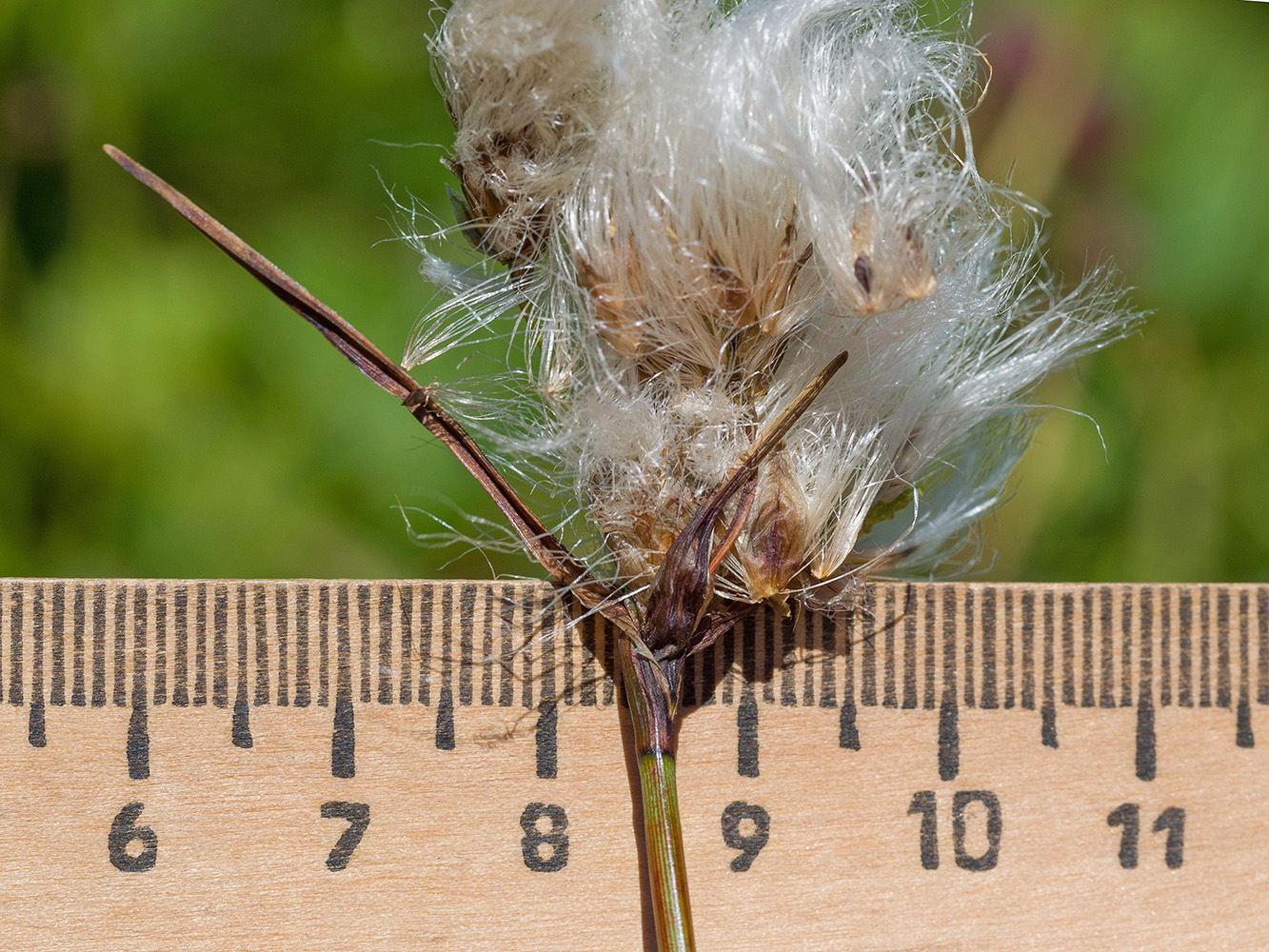 Изображение особи Eriophorum angustifolium.