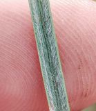Stipa capillata