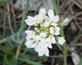 Noccaea macrantha. Соцветие с цветками и бутонами. Краснодарский край, м/о г. Новороссийск, гора Лысая-Новороссийская, ≈ 500 м н.у.м., горная степь. 05.04.2025.