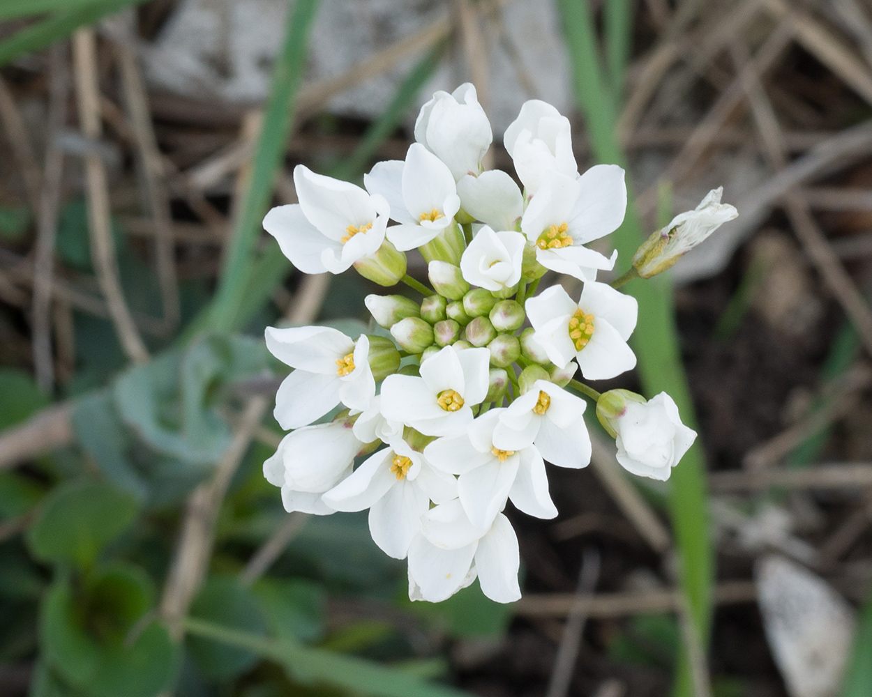 Изображение особи Noccaea macrantha.
