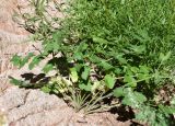 Semenovia dasycarpa