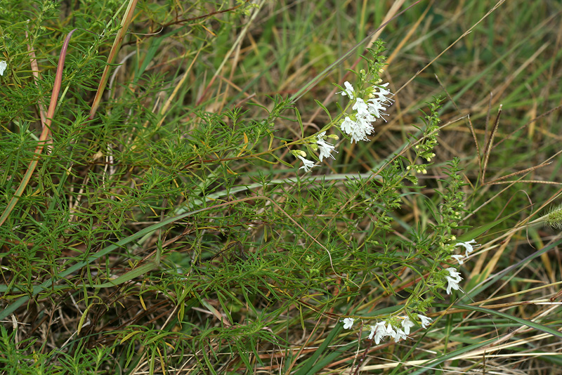 Image of Satureja spicigera specimen.