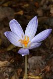 View full-size image Crocus speciosus