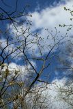 View full-size image Juglans mandshurica