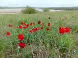 View full-size image Tulipa suaveolens