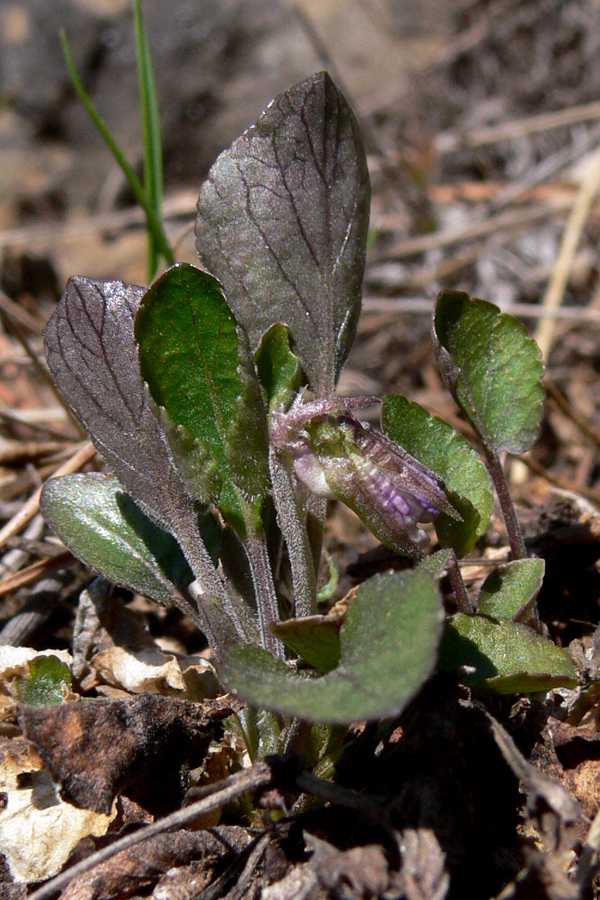 Image of Viola rupestris specimen.