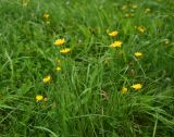 View full-size image Scorzoneroides autumnalis