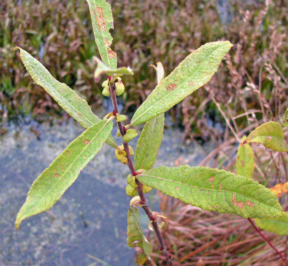 Image of Salix &times; coerulescens specimen.