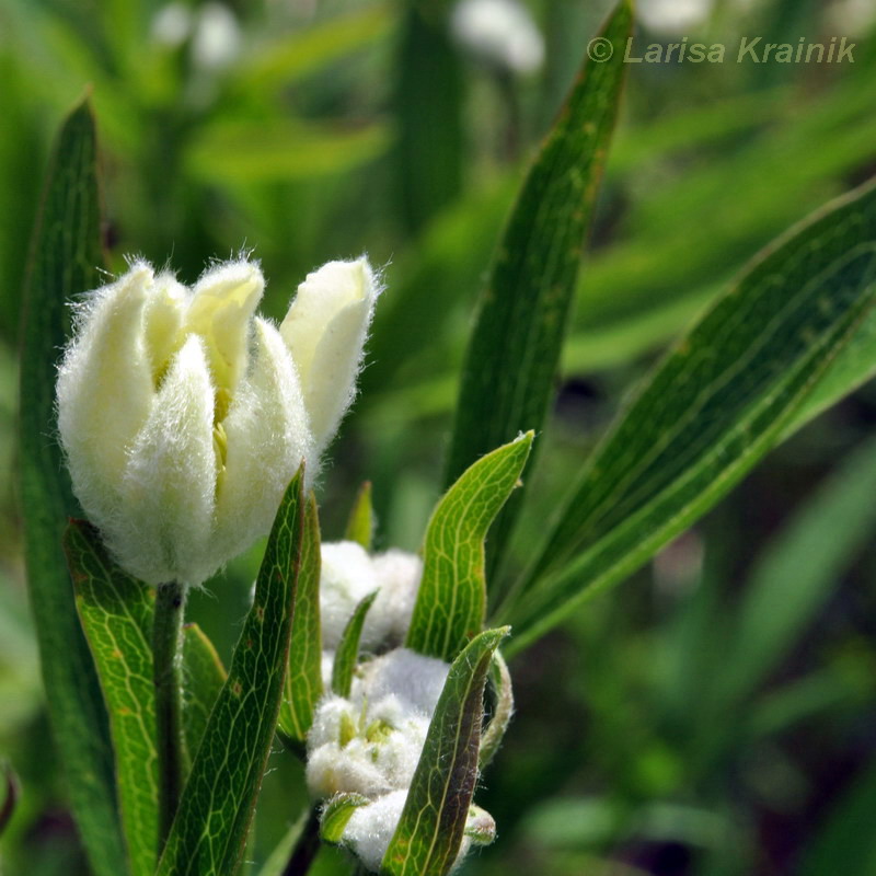 Image of Clematis hexapetala specimen.