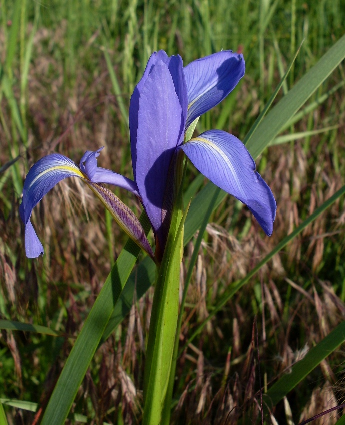 Image of Iris notha specimen.