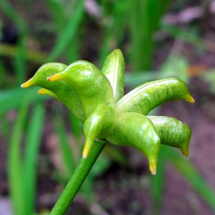 Image of Caltha palustris specimen.