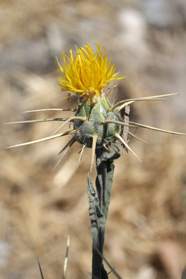 Image of Centaurea solstitialis specimen.