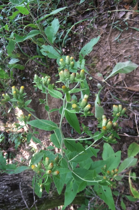 Изображение особи Inula conyza.