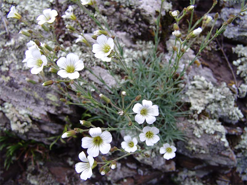 Image of Minuartia circassica specimen.