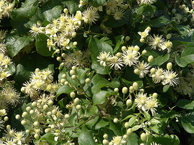 Image of Clematis vitalba specimen.