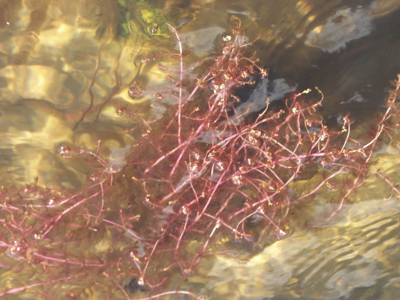 Image of Myriophyllum alterniflorum specimen.