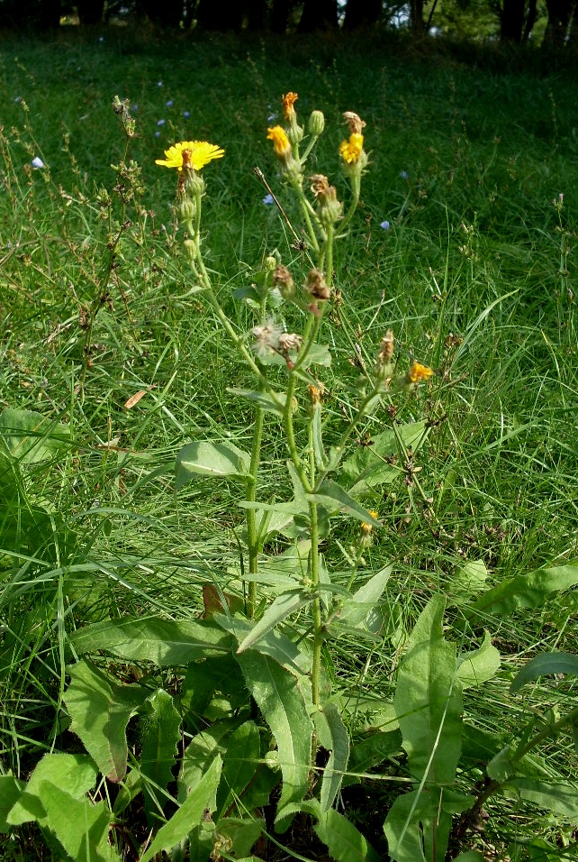 Image of Picris hieracioides specimen.