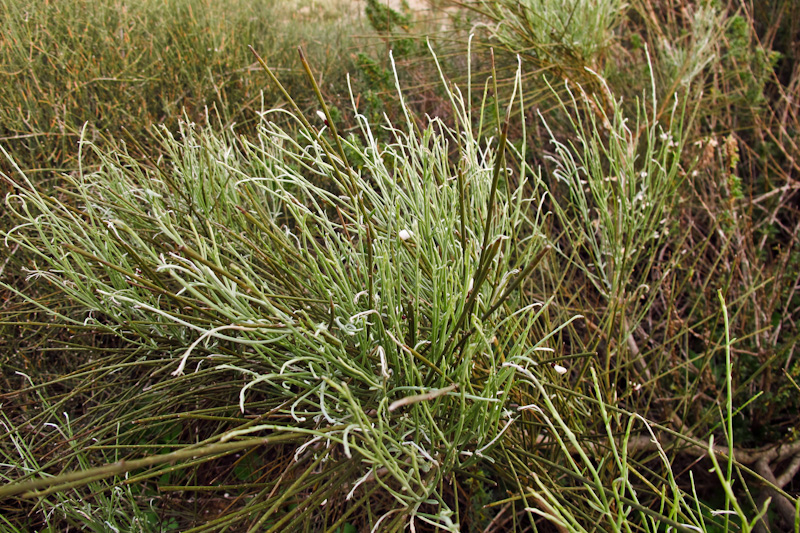 Image of Retama raetam specimen.