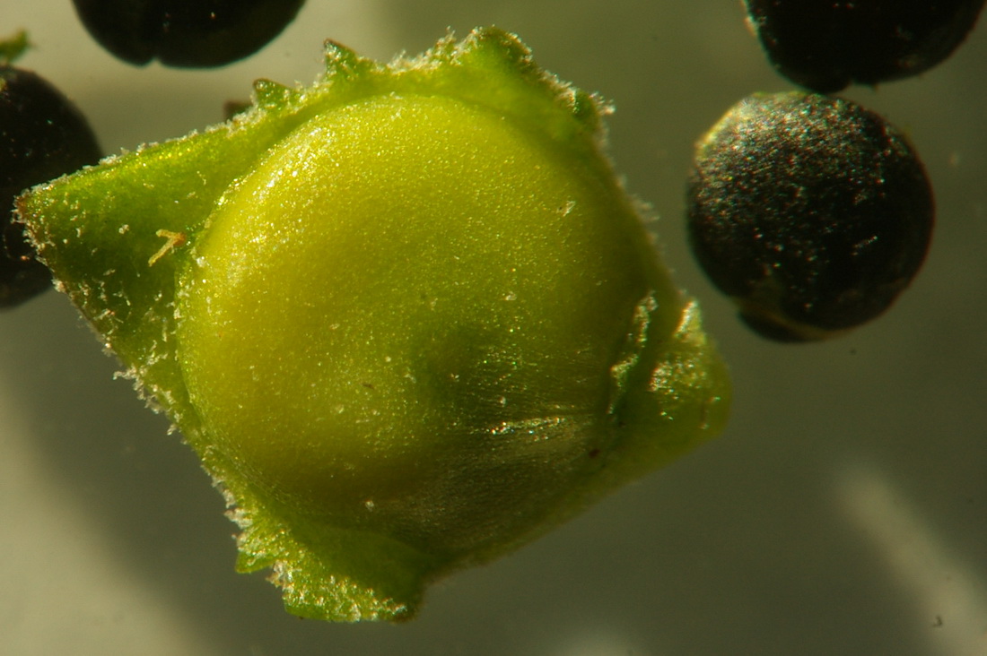 Image of Atriplex patula specimen.