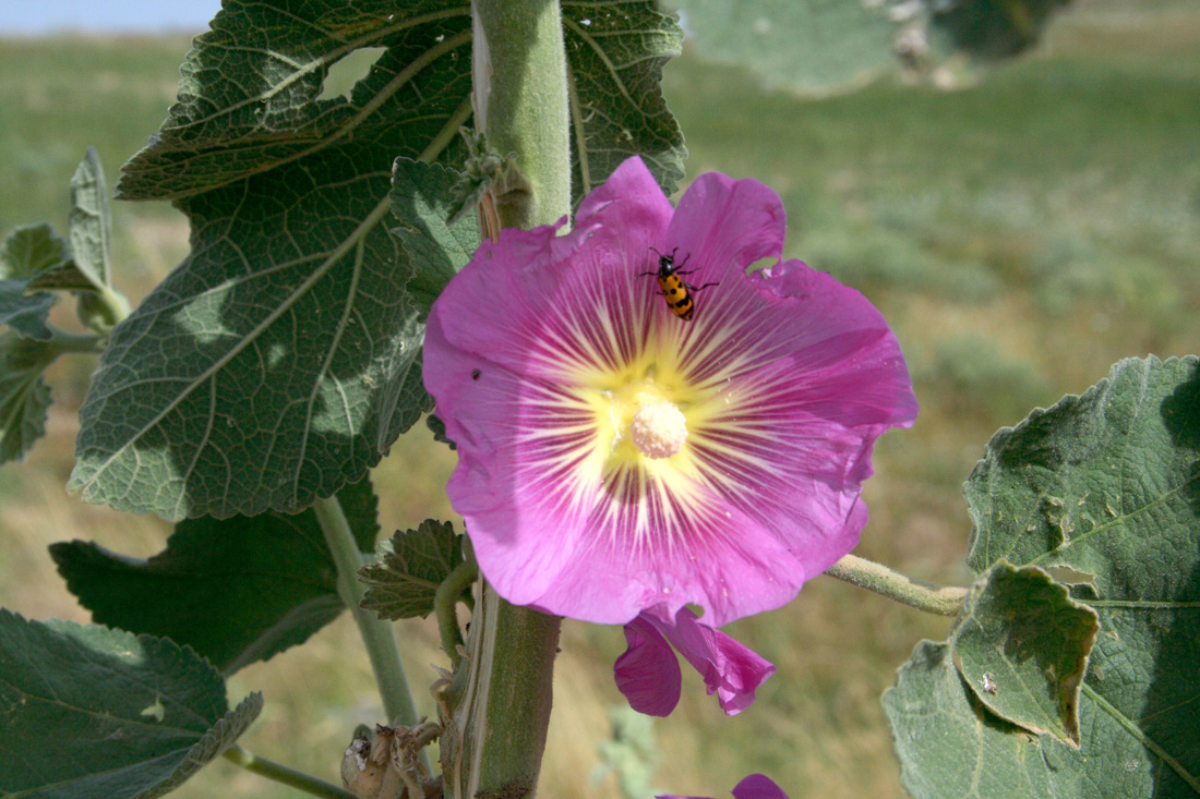 Изображение особи Alcea rhyticarpa.