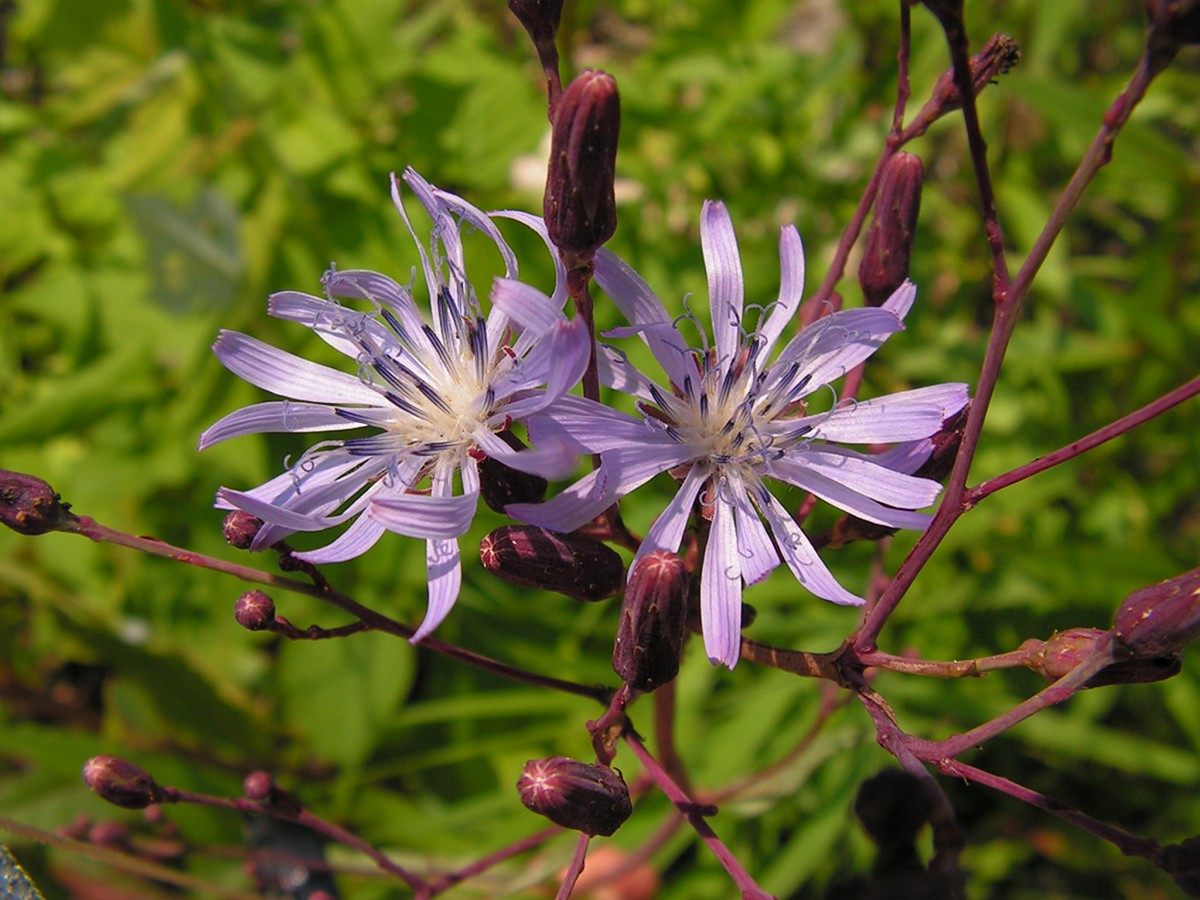 Изображение особи Lactuca sibirica.